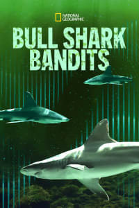 Bull Shark Bandits Episode 1